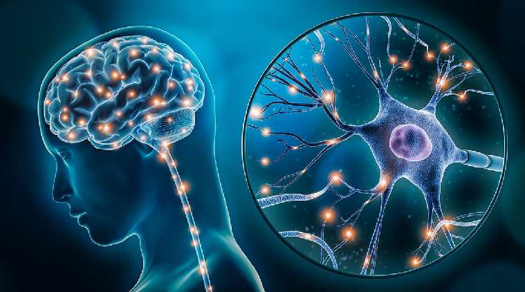 Neural network and brain connections